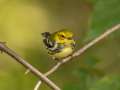 Black-throated Green Warbler - Gatling Point Rec Area (36.5575,-87.9038), Stewart, Tennessee, United States, Oct 10, 2024