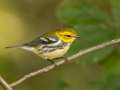 Black-throated Green Warbler - Gatling Point Rec Area (36.5575,-87.9038), Stewart, Tennessee, United States, Oct 10, 2024