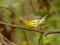 Magnolia Warbler -1268 The Trace, Dover US-TN 36.55396, -87.90181, Stewart, Tennessee, United States, Sept 25 2024