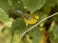 Blue-winged Warbler - 1268 The Trace, Dover US-TN 36.55396, -87.90181, Stewart, Tennessee, United States, Sept 11, 2024