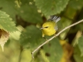 Blue-winged Warbler - 1268 The Trace, Dover US-TN 36.55396, -87.90181, Stewart, Tennessee, United States, Sept 11, 2024