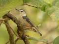 White-breasted Nuthatch