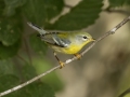 Northern Parula - 1268 The Trace, Dover US-TN 36.55396, -87.90181, Stewart, Tennessee, United States, Sept 11, 2024