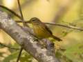 Palm Warbler - Barkley WMA, Stewart, Tennessee, United States, Oct 13, 2024