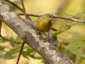 Palm Warbler - Barkley WMA, Stewart, Tennessee, United States, Oct 13, 2024