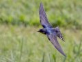 Barn Swallow - Fort Donelson National Battlefield, Stewart, Tennessee, United States, July 26, 2024
