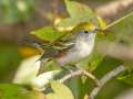 Chestnut-sided Warbler - Gatling Point Rec Area (36.5575,-87.9038), Stewart, Tennessee, United States, Oct 10, 2024