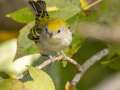 Chestnut-sided Warbler - Gatling Point Rec Area (36.5575,-87.9038), Stewart, Tennessee, United States, Oct 10, 2024