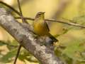 Palm Warbler - Barkley WMA, Stewart, Tennessee, United States, Oct 13, 2024