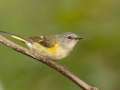 American Redstart - 1268 The Trace, Dover US-TN 36.55396, -87.90181, Stewart, Tennessee, United States, Sept 25, 2024