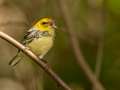 Black-throated Green Warbler - Gatling Point Rec Area (36.5575,-87.9038), Stewart, Tennessee, United States, Oct 10, 2024