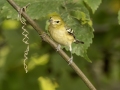 Bay-breasted Warbler - 1268 The Trace, Dover US-TN 36.55396, -87.90181, Stewart, Tennessee, United States, Sept 11, 2024