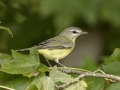 Philadelphia Vireo - 1268 The Trace, Dover US-TN 36.56384, -87.90733, Stewart, Tennessee, United States, Sept 11, 2024