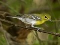 Yellow-throated Vireo - 1268 The Trace, Dover US-TN 36.55396, -87.90181, Stewart County, Sept 19, 2024