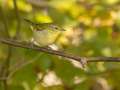 Tennessee Warbler