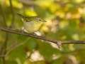 Tennessee Warbler - Gatling Point Rec Area, Stewart, Tennessee, Oct 18, 2024