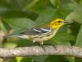 Black-throated Green Warbler - 1268 The Trace, Dover US-TN 36.55396, -87.90181, Stewart, Tennessee, United States, Sept 18, 2024