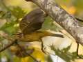 Palm Warbler - Barkley WMA, Stewart, Tennessee, United States, Oct 13, 2024