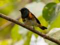 American Redstart - 1268 The Trace, Dover US-TN 36.55396, -87.90181, Stewart, Tennessee, United States, Sept 25, 2024