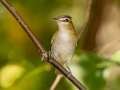 Red-eyed Vireo - Gatling Point Rec Area (36.5575,-87.9038), Stewart, Tennessee, United States, Sept 15 2024