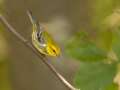 Black-throated Green Warbler - Gatling Point Rec Area (36.5575,-87.9038), Stewart, Tennessee, United States, Oct 18, 2024