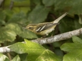 Blackburnian Warbler - 1268 The Trace, Dover US-TN 36.56384, -87.90733, Stewart, Tennessee, United States, Sept 8, 2024