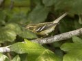 Blackburnian Warbler - 1268 The Trace, Dover US-TN 36.56384, -87.90733, Stewart, Tennessee, United States, Sept 8, 2024
