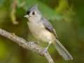 Tufted Titmouse