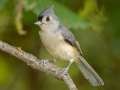 Tufted Titmouse - Gatling Point Rec Area, Stewart, County, Tennessee, Sept 18, 2024