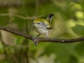 Chestnut-sided Warbler - 1268 The Trace, Dover US-TN 36.55396, -87.90181, Stewart, Tennessee, United States, Sept 20, 2024