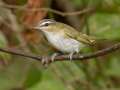 Red-eyed Vireo