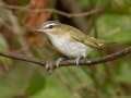 Red-eyed Vireo - Gatling Point Rec Area (36.5575,-87.9038), Stewart, Tennessee, United States, Sept 15, 2024