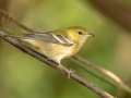 Bay-breasted Warbler - Gatling Point Rec Area (36.5575,-87.9038), Stewart, Tennessee, United States, Oct 10, 2024