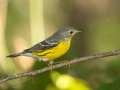 Magnolia Warbler - Gatling Point Rec Area (36.5575,-87.9038), Stewart, Tennessee, United States, Sept 18, 2024