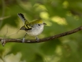 Chestnut-sided Warbler - 1268 The Trace, Dover US-TN 36.55396, -87.90181, Stewart, Tennessee, United States, Sept 20, 2024