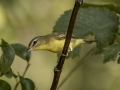 Philadelphia Vireo - 1268 The Trace, Dover US-TN 36.56384, -87.90733, Stewart, Tennessee, United States, Sept 11, 2024