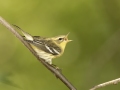 Blackburnian Warbler - 1268 The Trace, Dover US-TN 36.56384, -87.90733, Stewart, Tennessee, United States, Sept 8, 2024