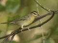 Worm-eating Warbler