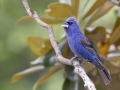 Blue Grosbeak - Fort Donelson National Battlefield, Stewart, Tennessee, United States, July 26, 2024