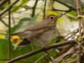 Swainson\'s Thrush