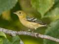 Bay-breasted Warbler - 1268 The Trace, Dover US-TN 36.55396, -87.90181, Stewart, Tennessee, United States, Sept 18, 2024