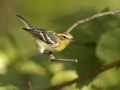 Blackburnian Warbler - 1268 The Trace, Dover US-TN 36.56384, -87.90733, Stewart, Tennessee, United States, Sept 11, 2024