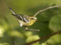 Blackburnian Warbler - 1268 The Trace, Dover US-TN 36.56384, -87.90733, Stewart, Tennessee, United States, Sept 11, 2024