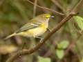 White-eyed Vireo - 1268 The Trace, Dover US-TN 36.55396, -87.90181, Stewart, Tennessee, Sept 25, 2024