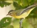 Wabling Vireo - Gatlin Point Rd, Dover US-TN 36, Stewart, Tennessee, Sept 18, 2024