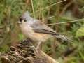 Tufted Titmouse - 1268 The Trace, Dover US-TN, Stewart County, Tennessee, Sept 25, 2024