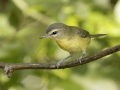 Philadelphia Vireo - 1268 The Trace, Dover US-TN 36.56384, -87.90733, Stewart, Tennessee, United States, Sept 8, 2024