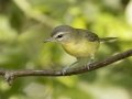 Philadelphia Vireo - 1268 The Trace, Dover US-TN 36.56384, -87.90733, Stewart, Tennessee, United States, Sept 8, 2024