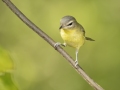 Philadelphia Vireo - 1268 The Trace, Dover US-TN 36.56384, -87.90733, Stewart, Tennessee, United States, Sept 8, 2024