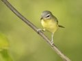 Philadelphia Vireo - 1268 The Trace, Dover US-TN 36.56384, -87.90733, Stewart, Tennessee, United States, Sept 8, 2024